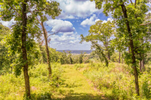 An open forest witha grassy trail in the center of the frame