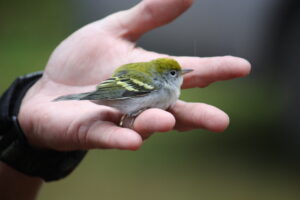 gift membership webpage banner of a person holding a chestnut-sided warbler in their hand