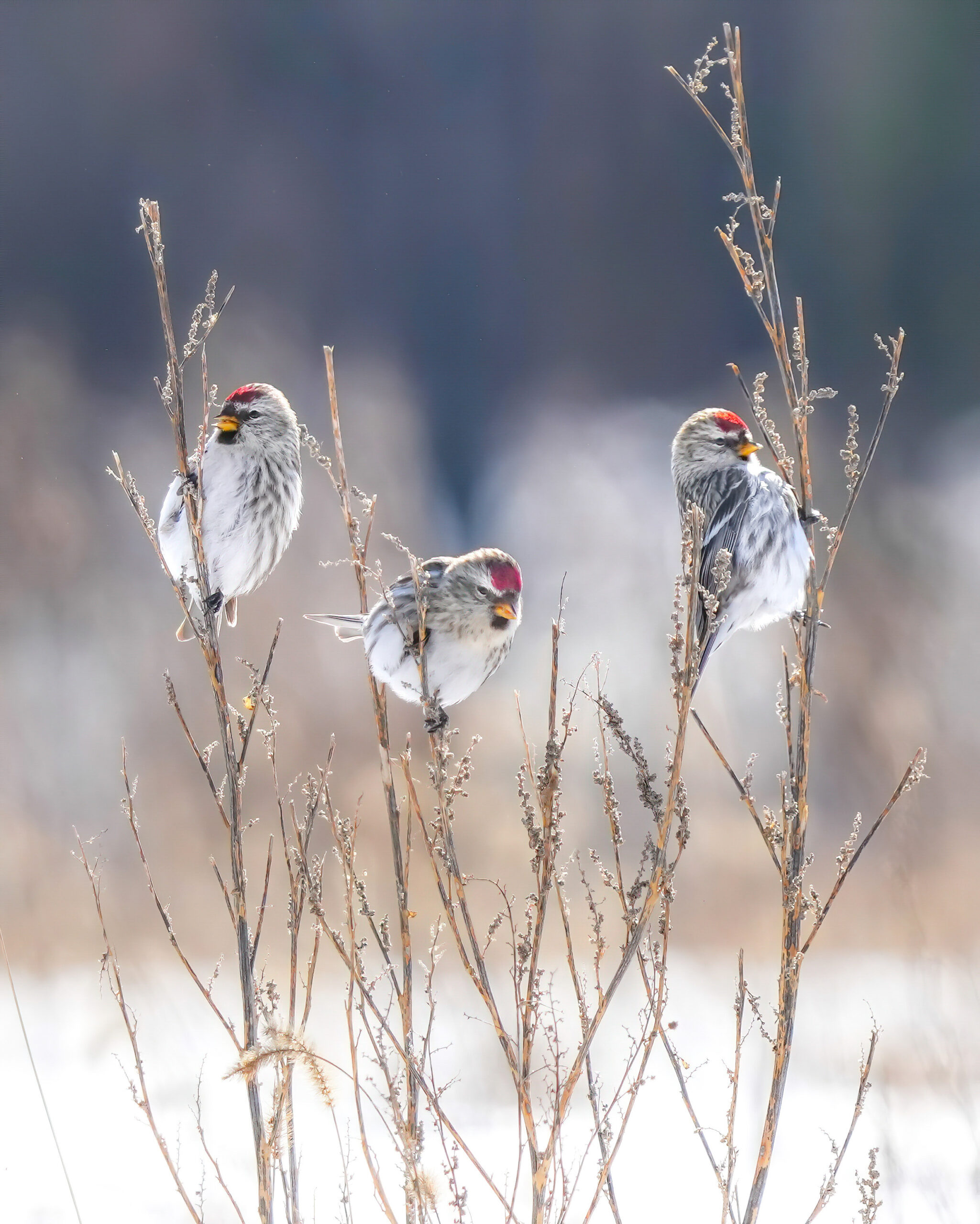 52703329989 A259c7ec4b O (2) Three Common Redpolls feeding in a weedy field in winter.