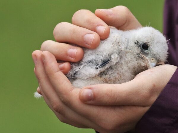 kestrel chick held in hands during banding at Buena Vista Grasslands