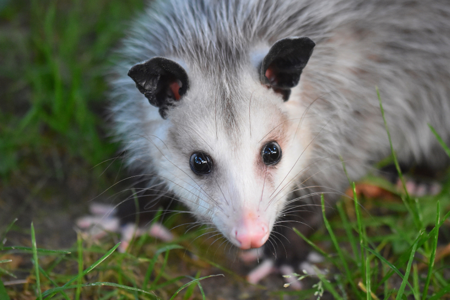 An Opossum in the grass
