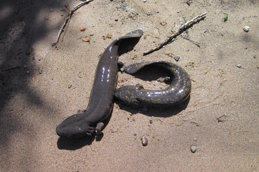 Two mudpuppies in the sand