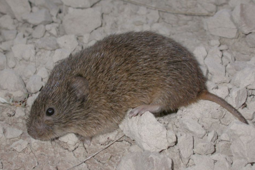 Prairie vole laying in rocks.