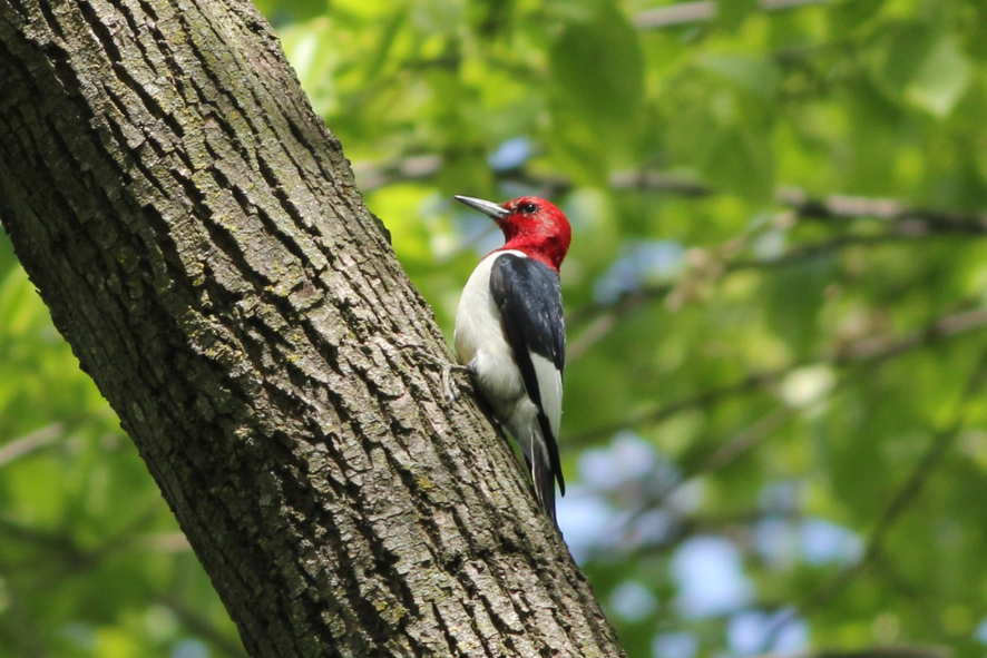 Red-headed woodpecker on a tree.