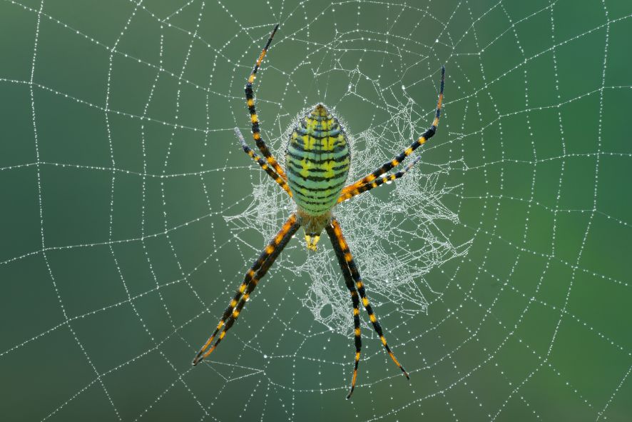 Banded Argiope Spider By William Petersen