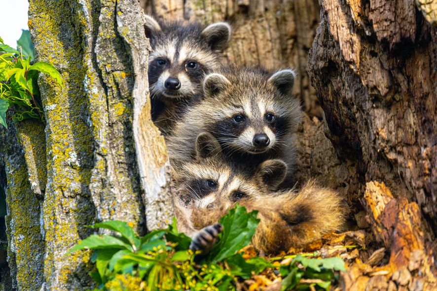 Raccoon family in a tree by Joseph Riederer