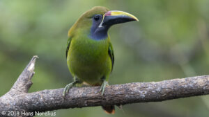 An Emerald Touncanet perched on a tree branch. Costa Rice: Preserving Paradise trip promo.