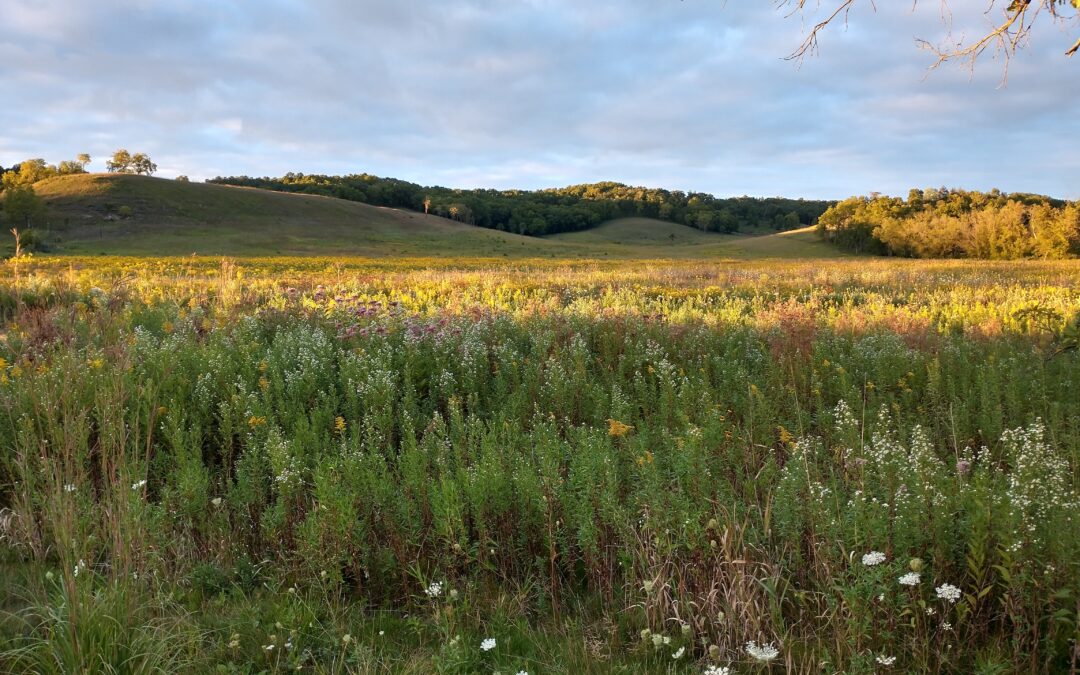 Shadows on the Prairie at West Dane Conservancy.