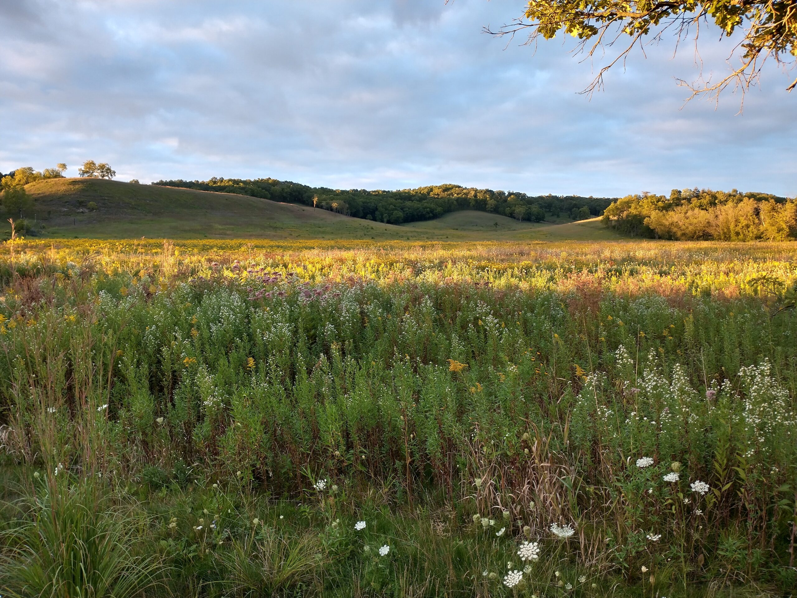 Shadows on the Prairie at West Dane Conservancy.