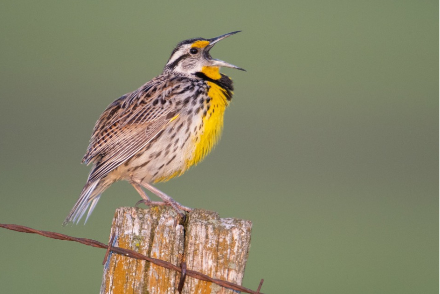 An eastern meadowlark calling from a fence post