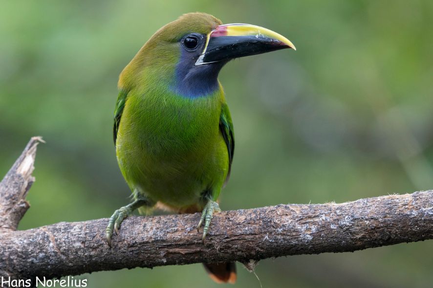 Emerald Toucanet bird perched on a branch