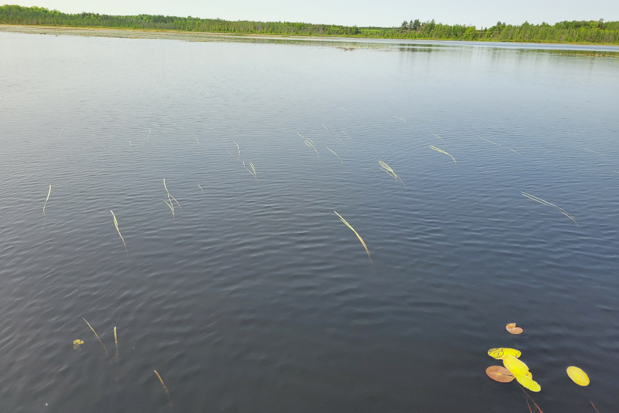 Wild Rice seeds sprouting in Spur Lake test plot