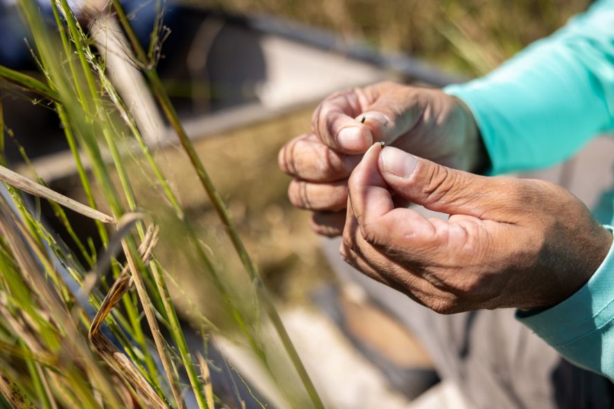 Hands holding wild rice