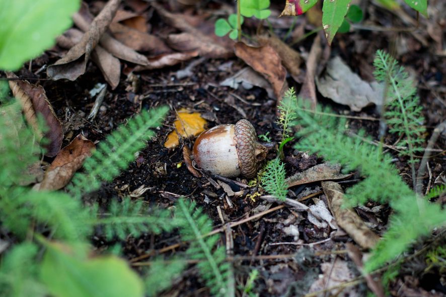 Acorn on the ground