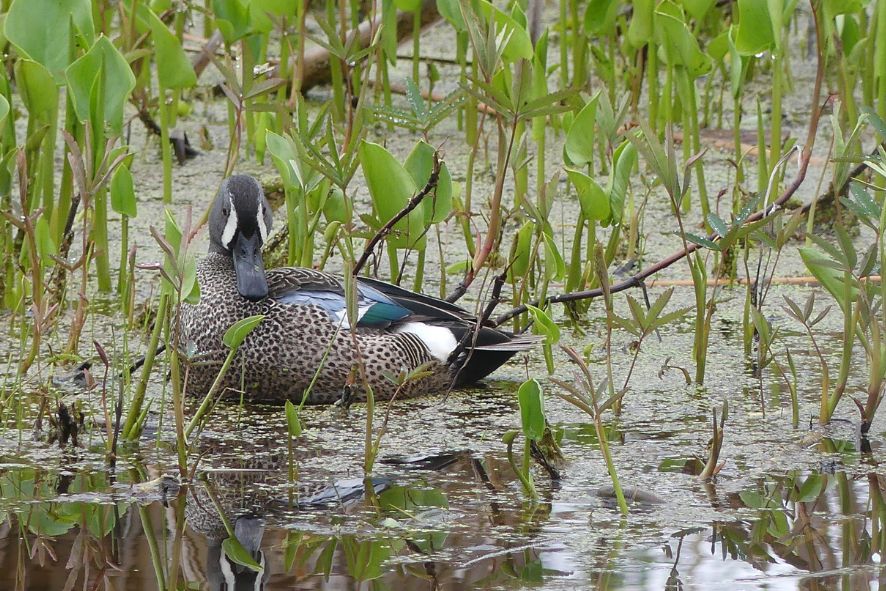 A blue-winged teal among marsh plants