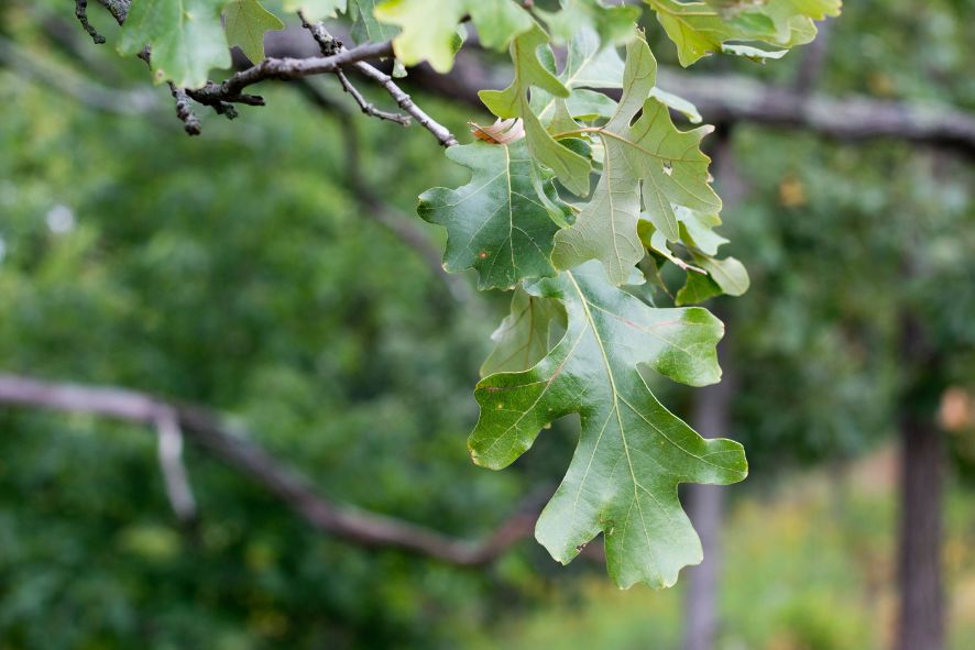 oak leaf on branch