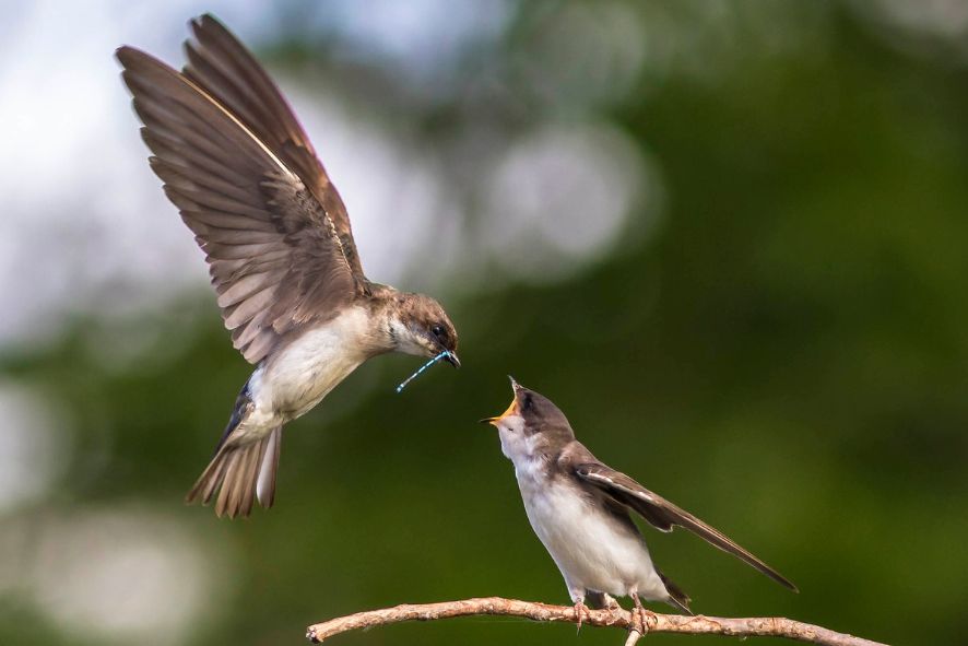 Tree swallow in flight feeds chick perched on a branch