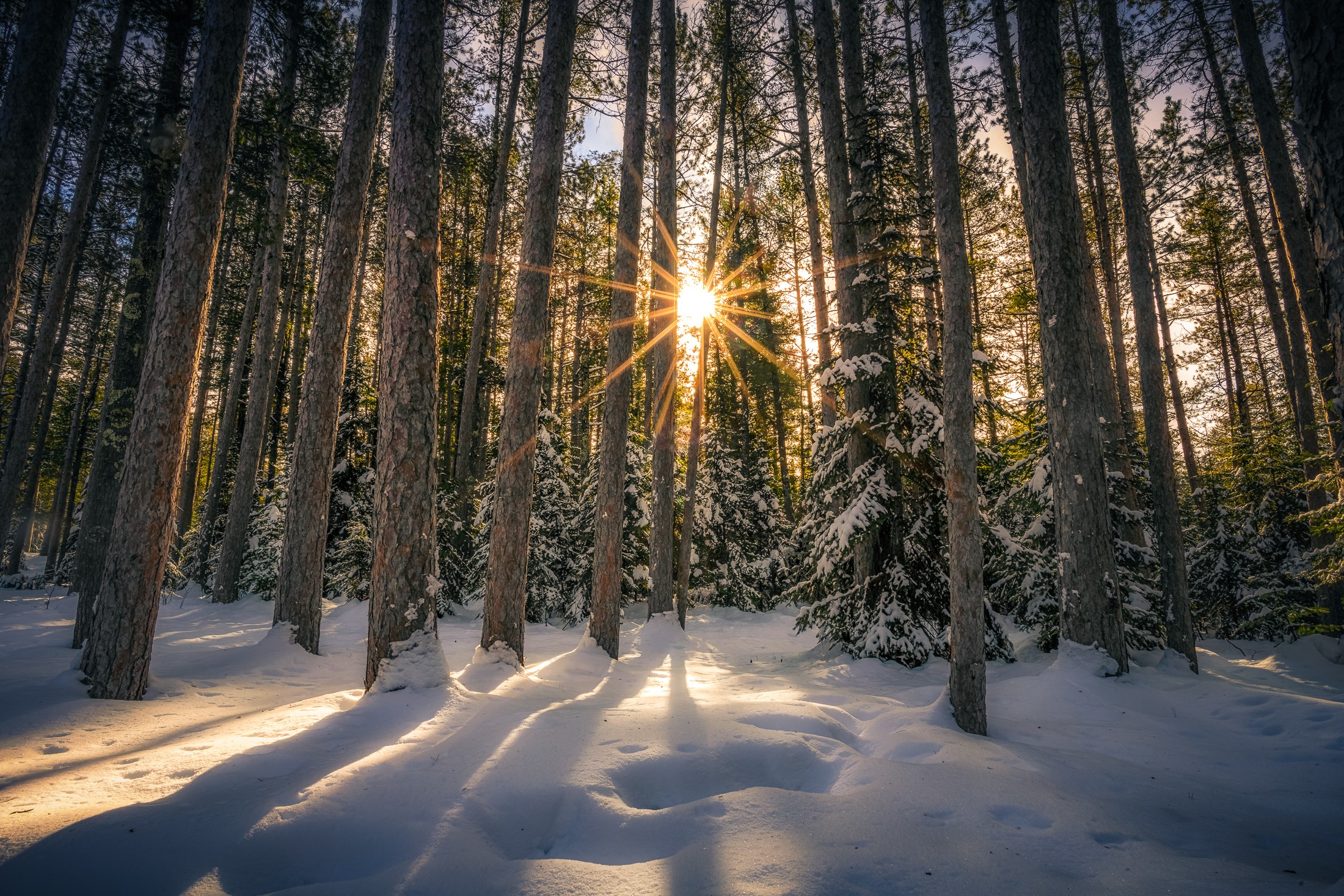 Winter forest scene with snow on the ground and beams of sunlight peaking through tall trees