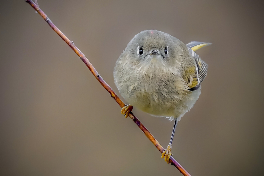 a ruby-crowned kinglet perched on a thin branch