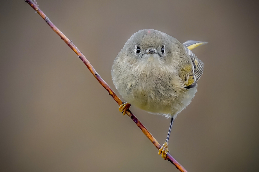 Welcome to Wisconsin Fat Bird Week