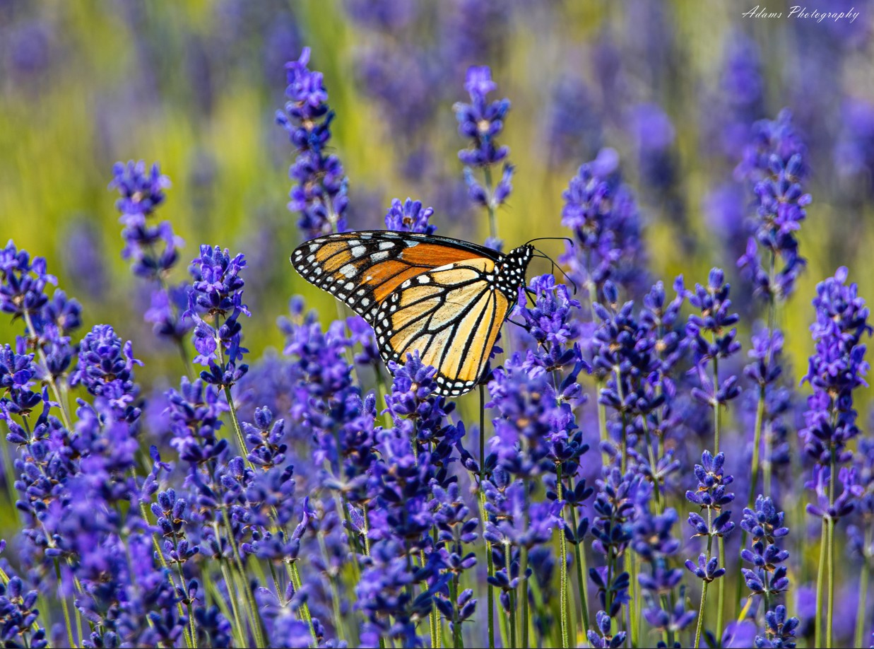 Monarch butterfly landing on lavendar