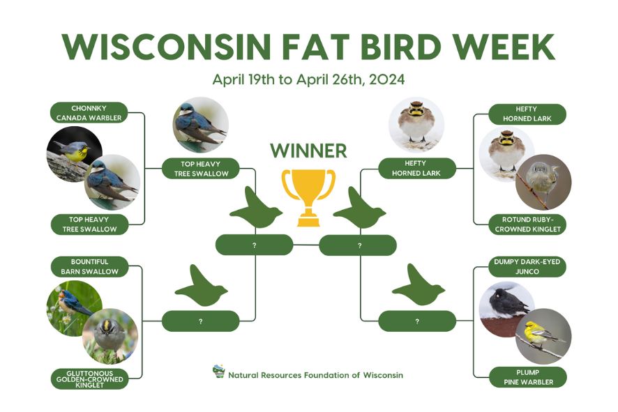 Wisconsin Fat Bird Week voting bracket showing bird photos matched up against each other