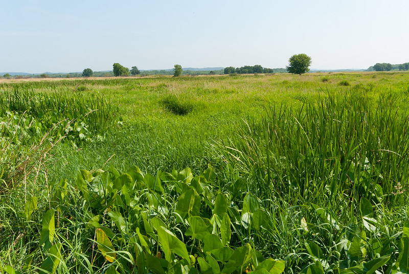 A grassy prairie under a clear sky