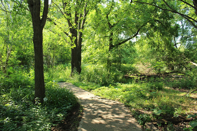 A path going through a brightly green forest of tall trees