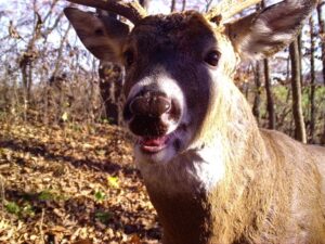 A white-tailed deer smiling at a trail camera in a wooden area of Wisconsin