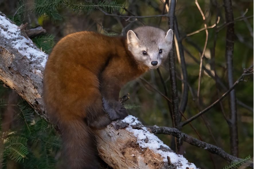 Meet The American Marten Wisconsin s Only Endangered Mammal Meet The American Marten Wisconsin s Only Endangered Mammal