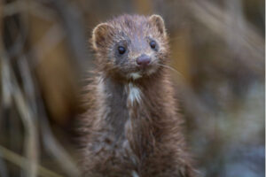 an American mink, 2024 photo contest People & Other Mammals Category winner